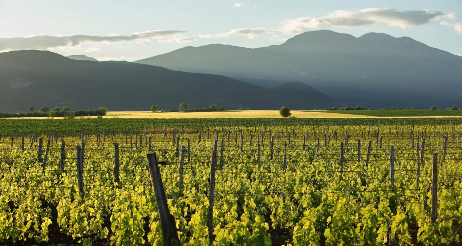 Wine roads of Northern Greece